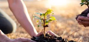 Hands plant a small green seedling into dark soil.