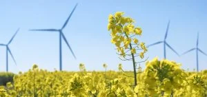 Yellow flowers stand in a field with wind turbines in the background.